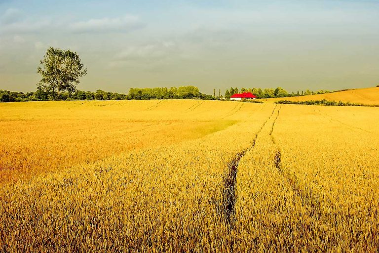 How to Choose the Best Farm Fresh Produce