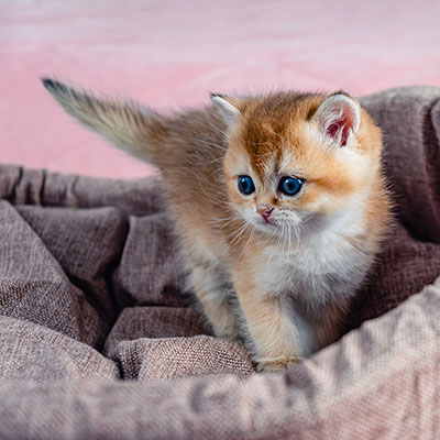 little cat