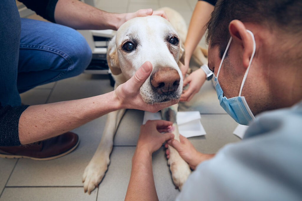 rescue dog