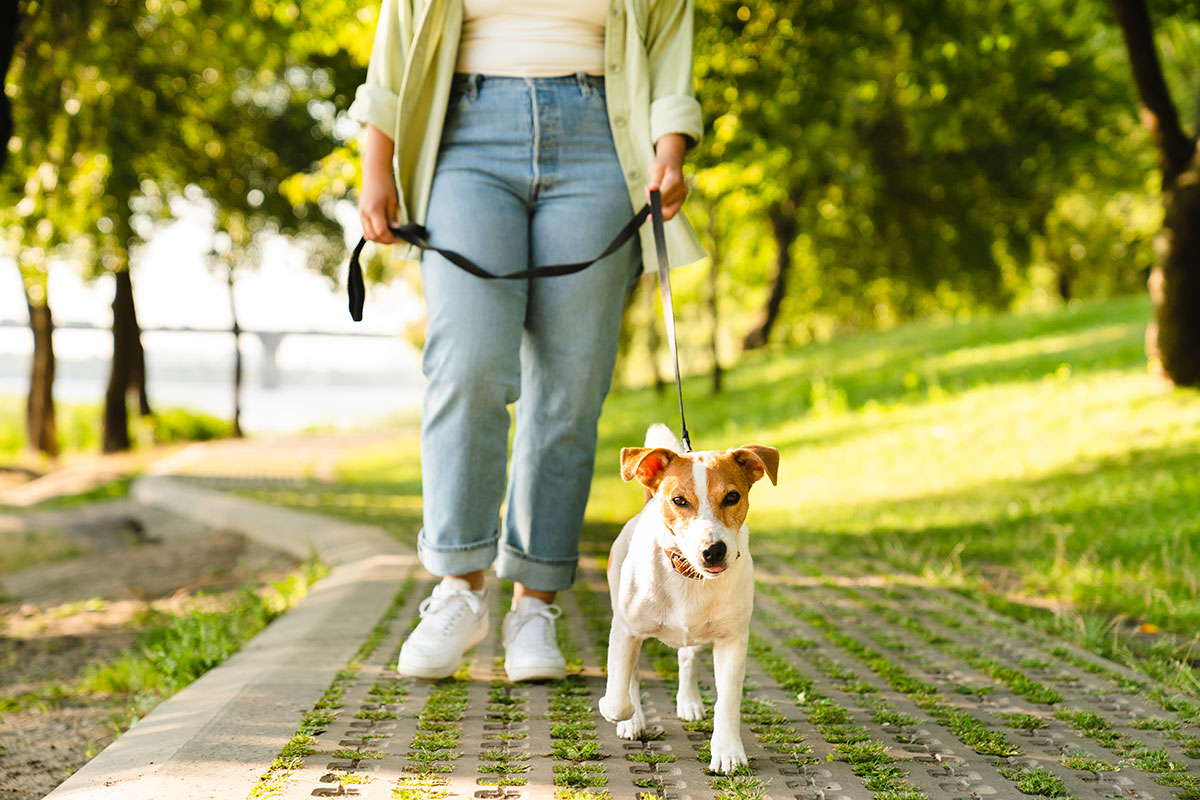 dog walking
