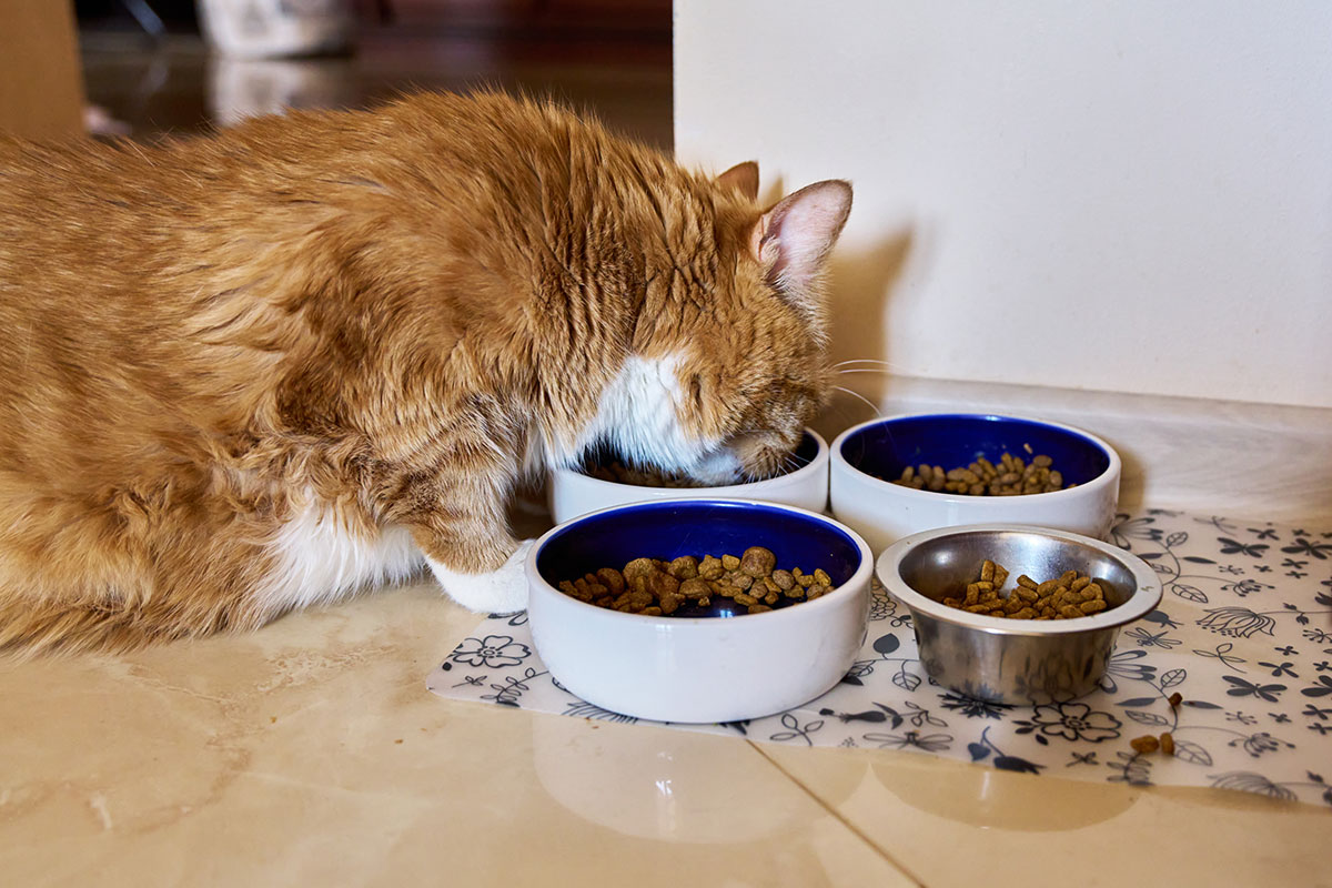 cat eating meal