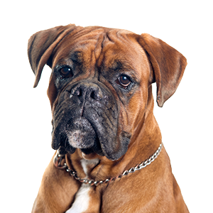 boxer dog