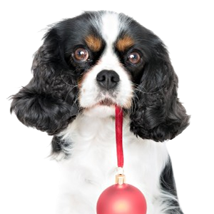 cavalier king