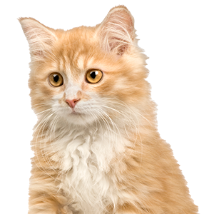 maine coon