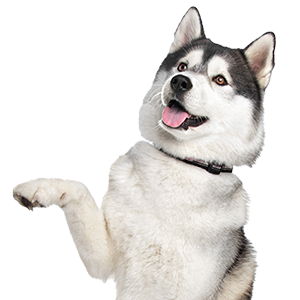 husky dog