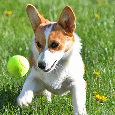 dog playing