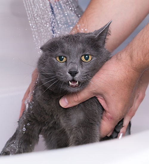 cat bathing