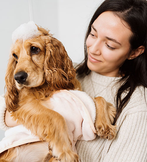 dog spa