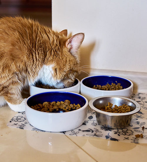 cat feeding