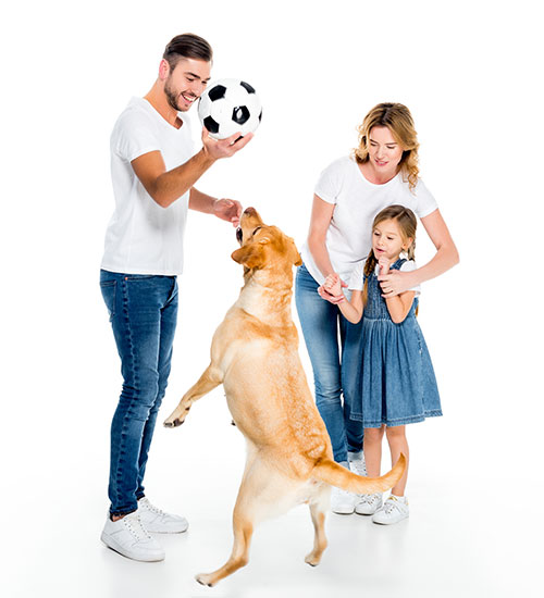 playing with pet