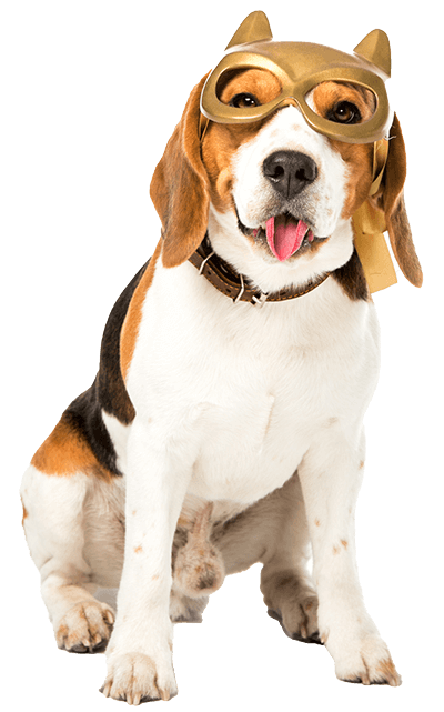 dog