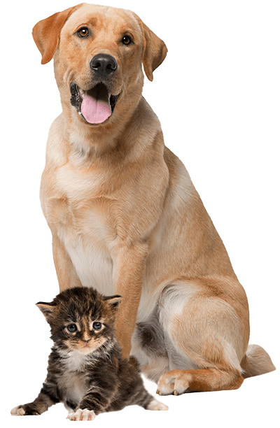 dog and cat