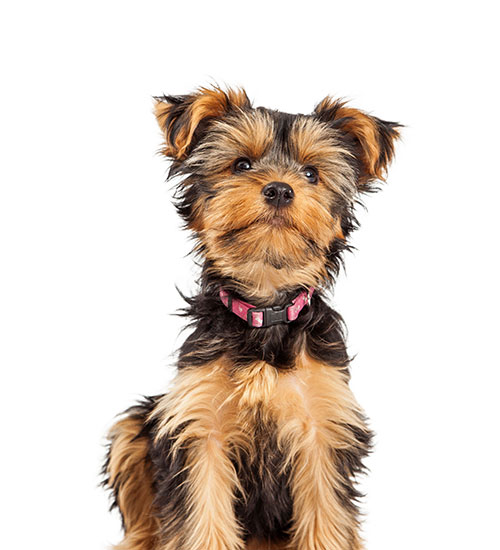Yorkshire Terrier