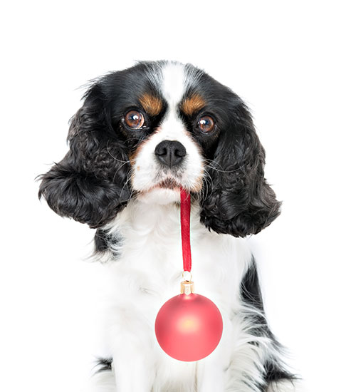 Cavalier King