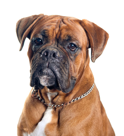 Boxer Dog